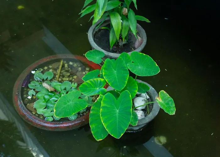 Nu Cuoi Mui Ne & Restaurant Khách sạn